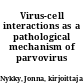 Virus-cell interactions as a pathological mechanism of parvovirus infection